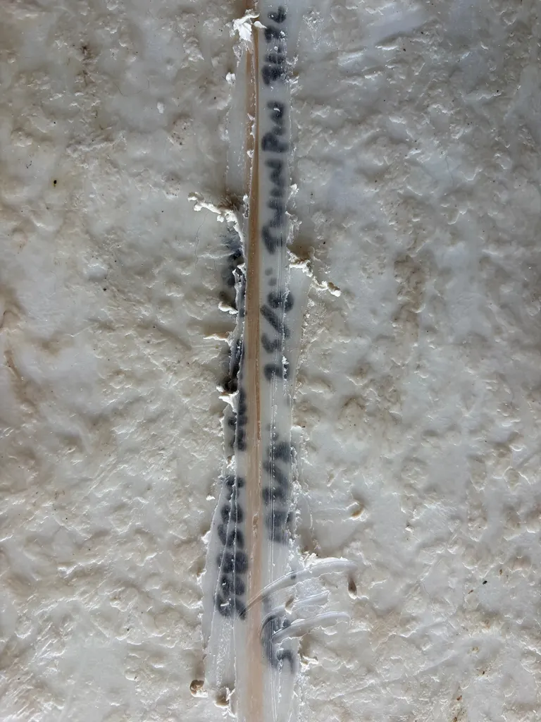 5'9" Channel Islands Surfboards Twin Pin - Image 2